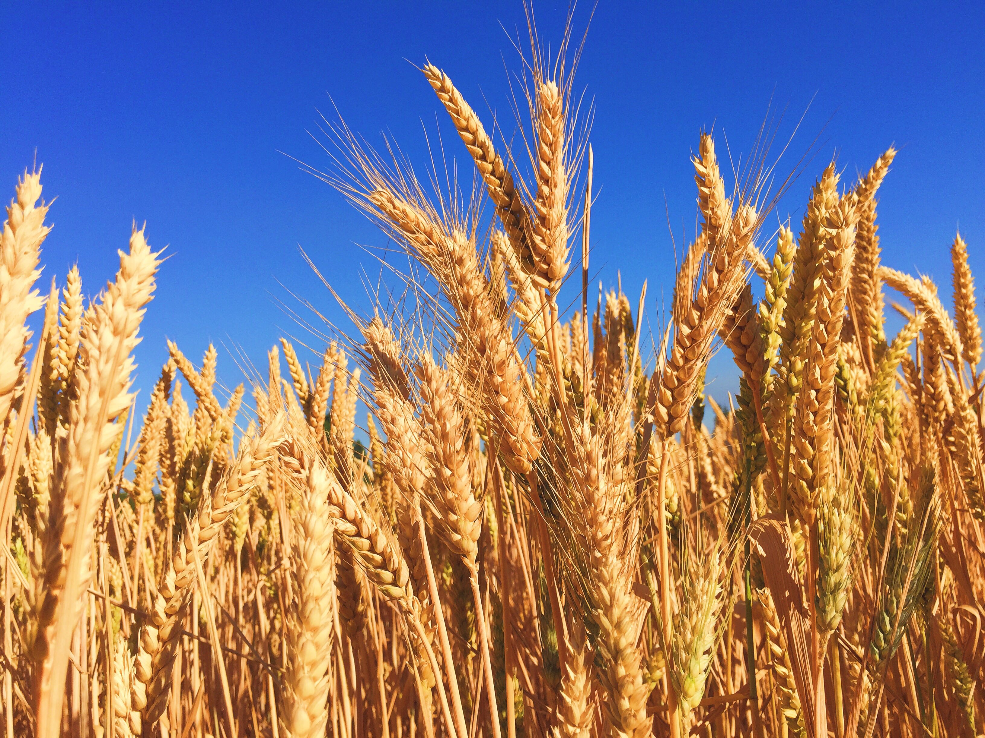 Ancient Species Of Wheat Crossword