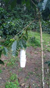 An insect trap.