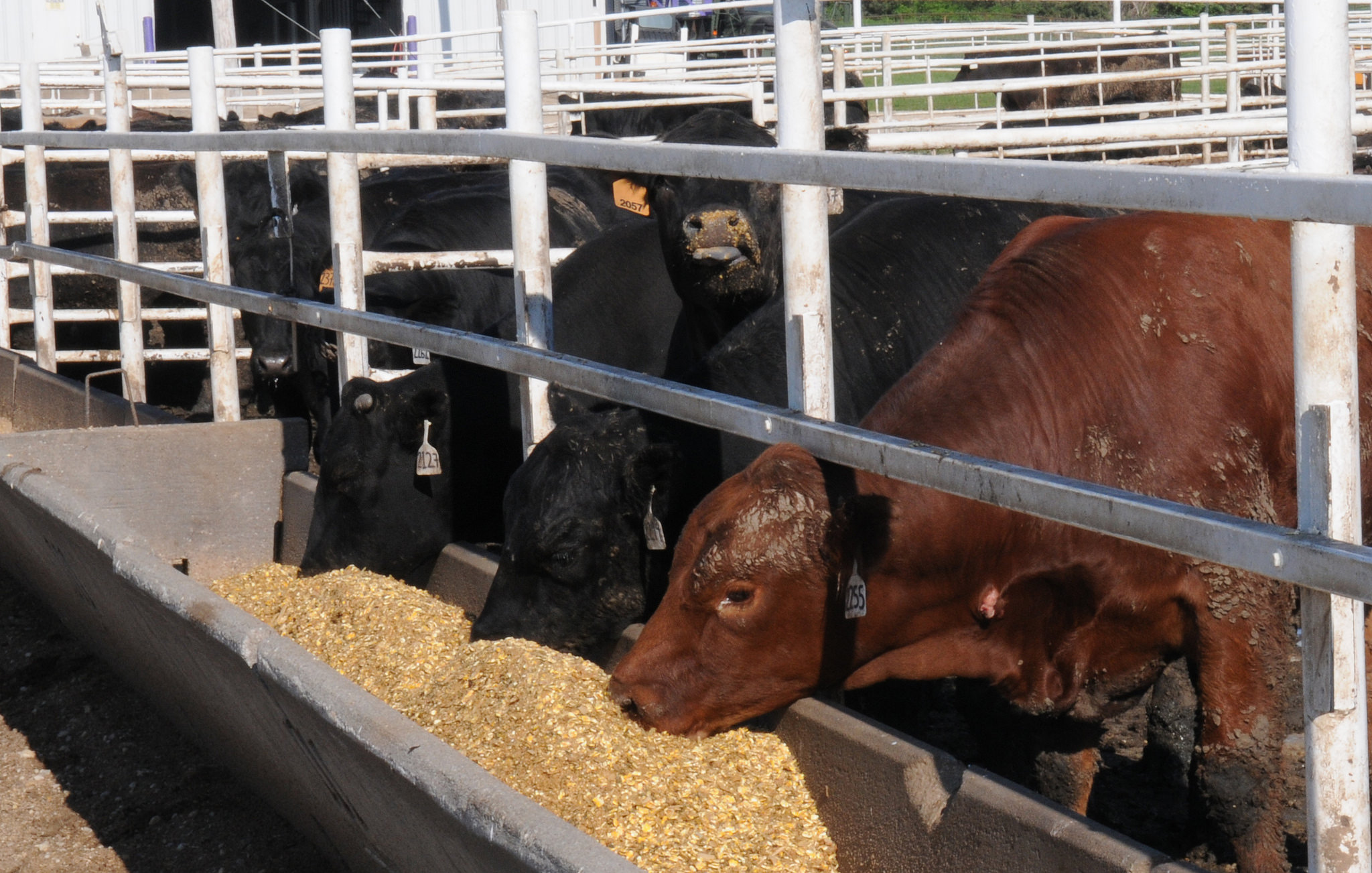 adm-recalls-cattle-feed-with-too-much-monensin-agdaily