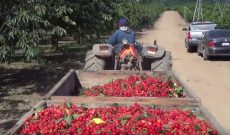 We cherry-picked this harvest video just for you