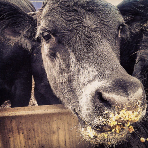 *A “corn eating grin” via @thefarmbabe on Instagram