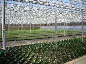 Jamesport Greenhouses (Courtesy of Long Island Farm Bureau)