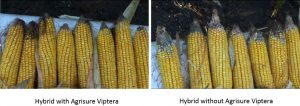 Image courtesy of Syngenta