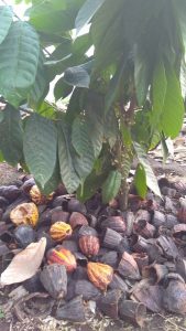 A sample of a cacao tree with pods that have been cut open. (Image by Michelle Miller)