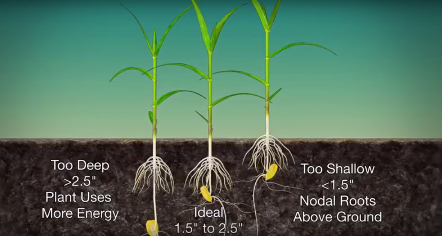 Are you planting corn seeds at the right depth? | AGDAILY