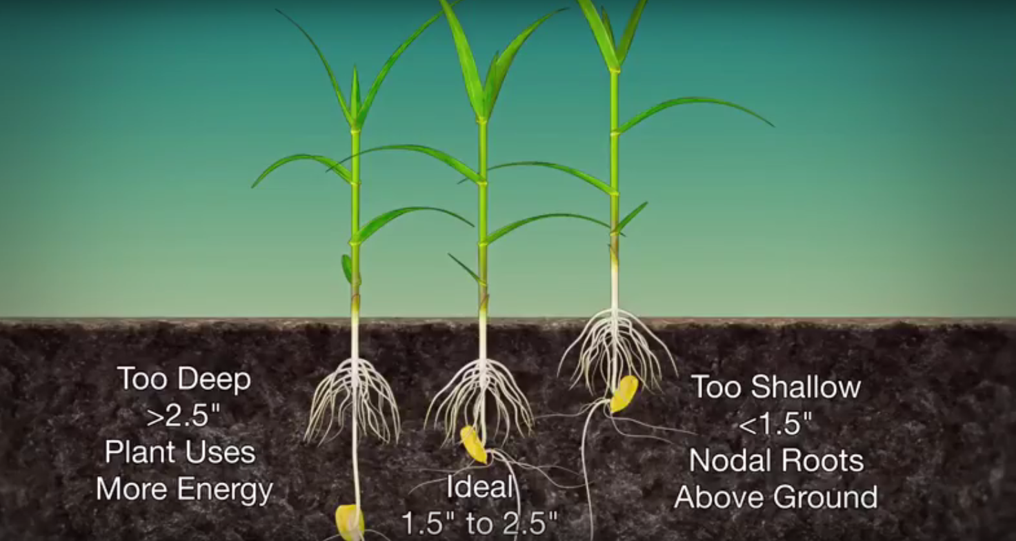 Are you planting corn seeds at the right depth? AGDAILY