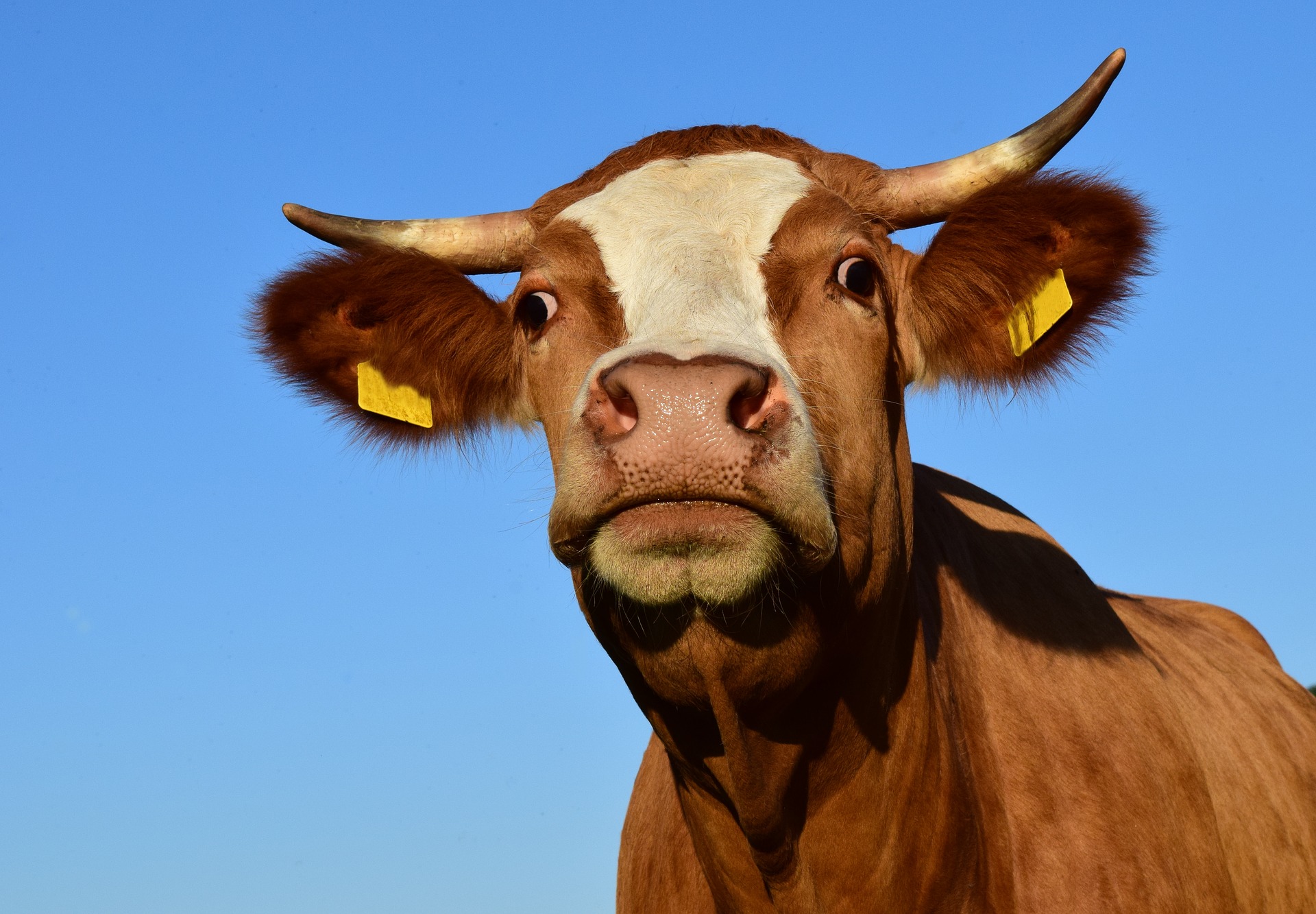 How Farms Work: The decision to dehorn cattle | AGDAILY