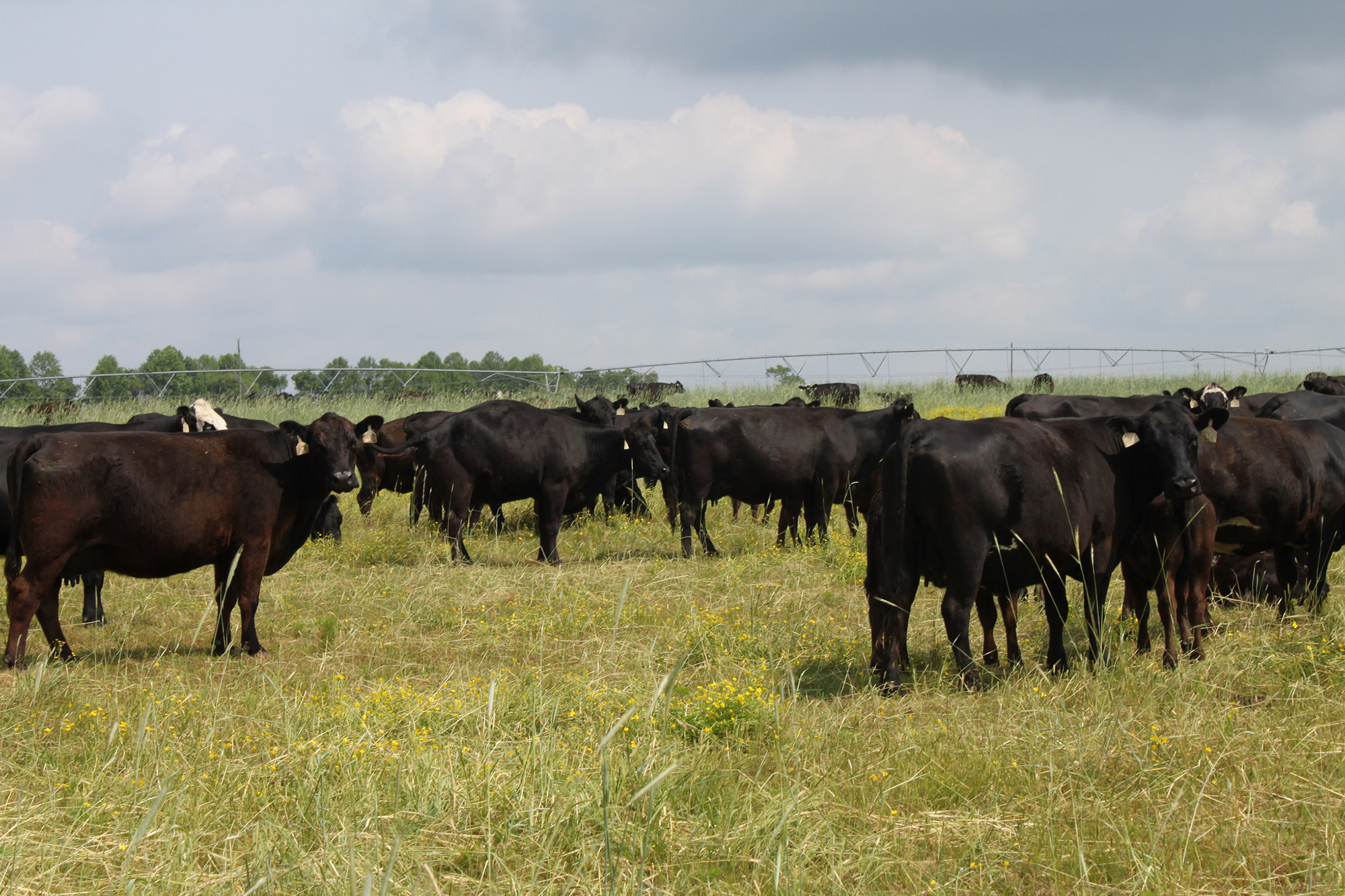 Texas A&M: Cattle digest Bermuda better with distillers' grains | AGDAILY