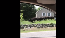 New Hampshire: Now home to where the buffalo roam