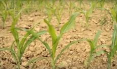 Potash: Adequate potassium vital for yields during drought