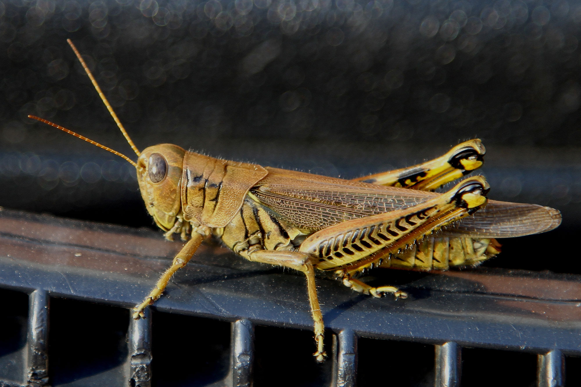 Farm Babe: Could grasshoppers be the next big food trend? | AGDAILY