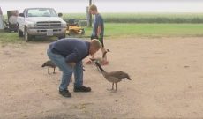 North Dakota farmer by trade; Goose whisperer by talent