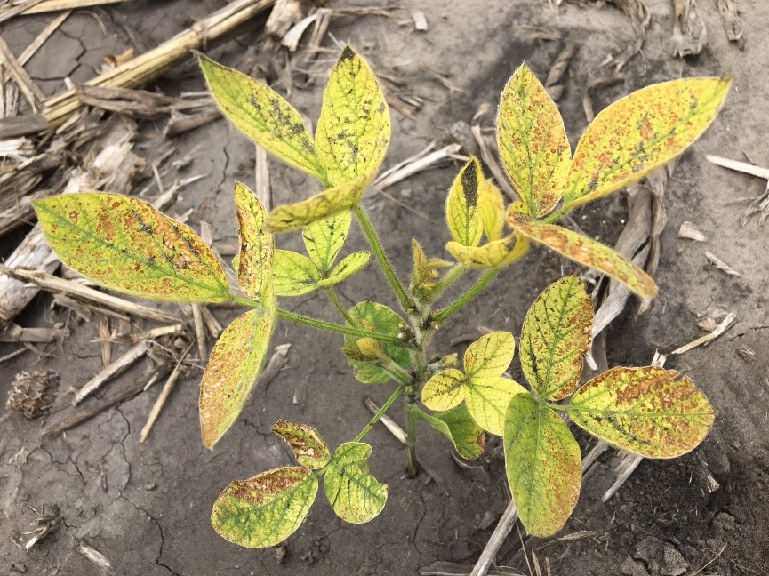 Northern soybean fields dealing with irondeficiency chlorosis AGDAILY