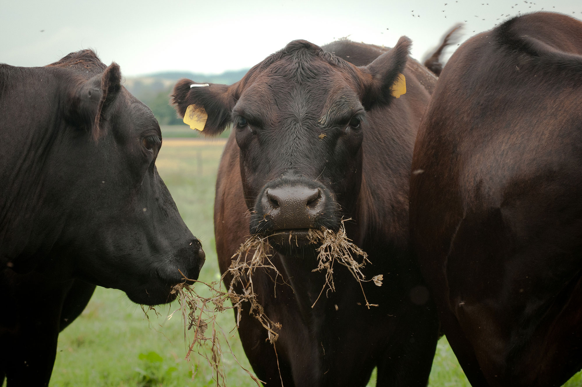 Farm Babe: No nutritional difference between grass fed or grain fed beef  AGDAILY