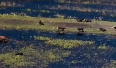 Florida rancher rushes to save cattle after dike breaks