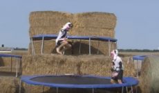 Farmer Derek’s ‘cows’ jumping on trampolines