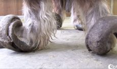 Pony gets a second chance on Comeback Kids: Animal Edition