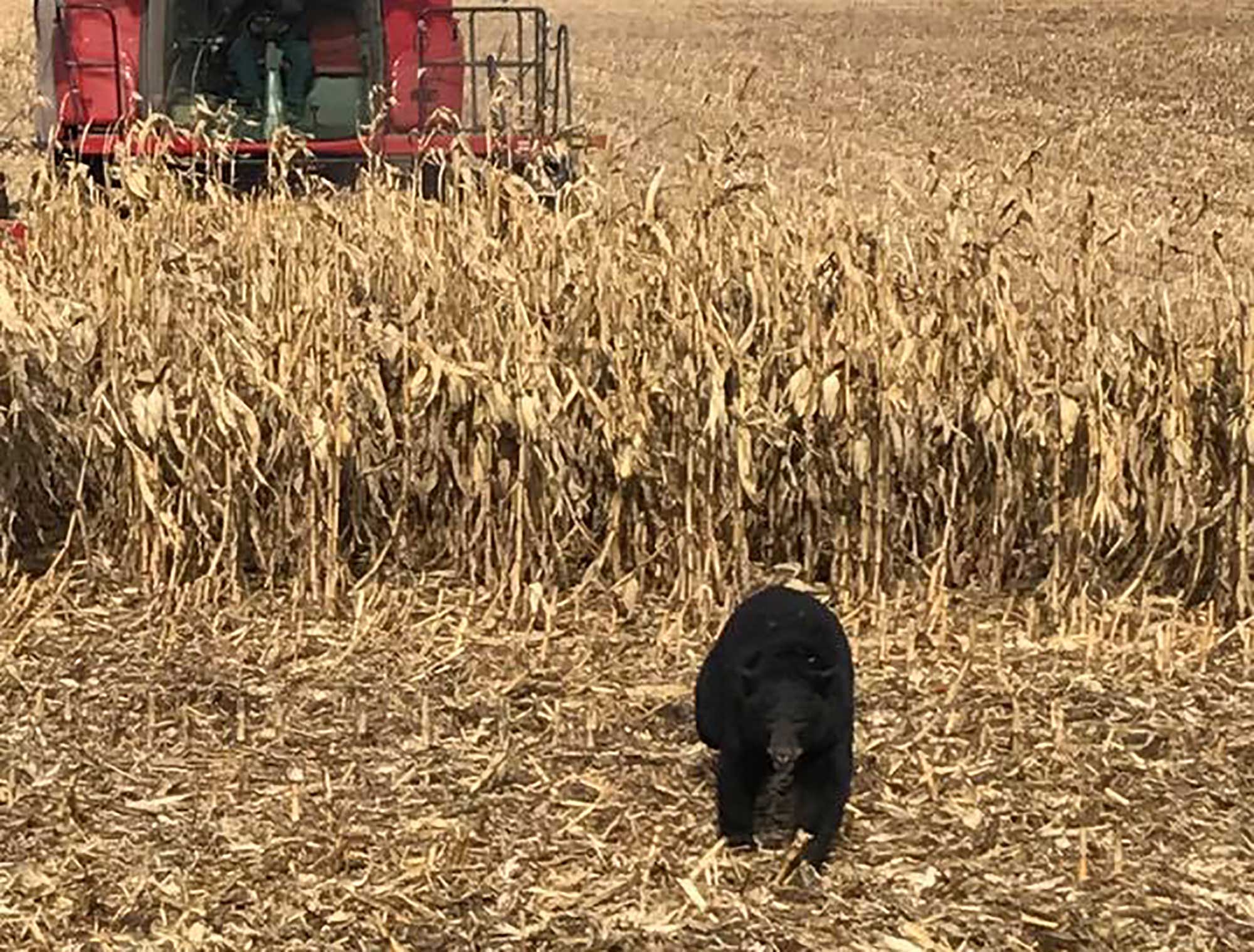 Black bear startles Iowa farmer in his fields AGDAILY