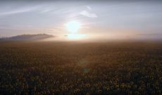 Breathtaking drone video of a sunflower farm