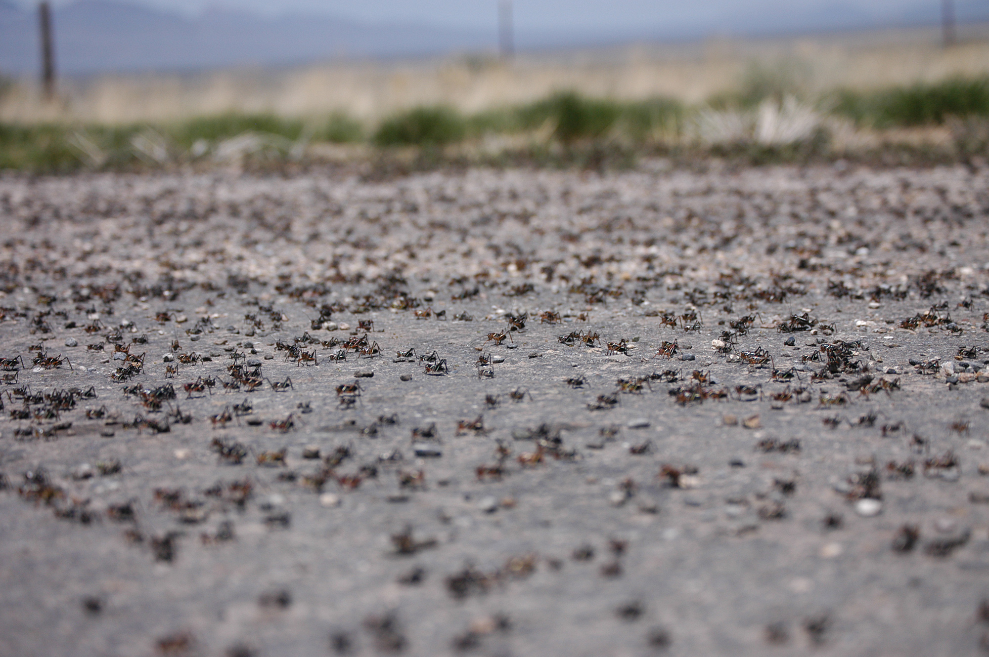 Nevada Dept of Ag reminds public to report Mormon crickets AGDAILY