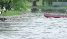 Wisconsin bartender jumps into river to save drowning goat
