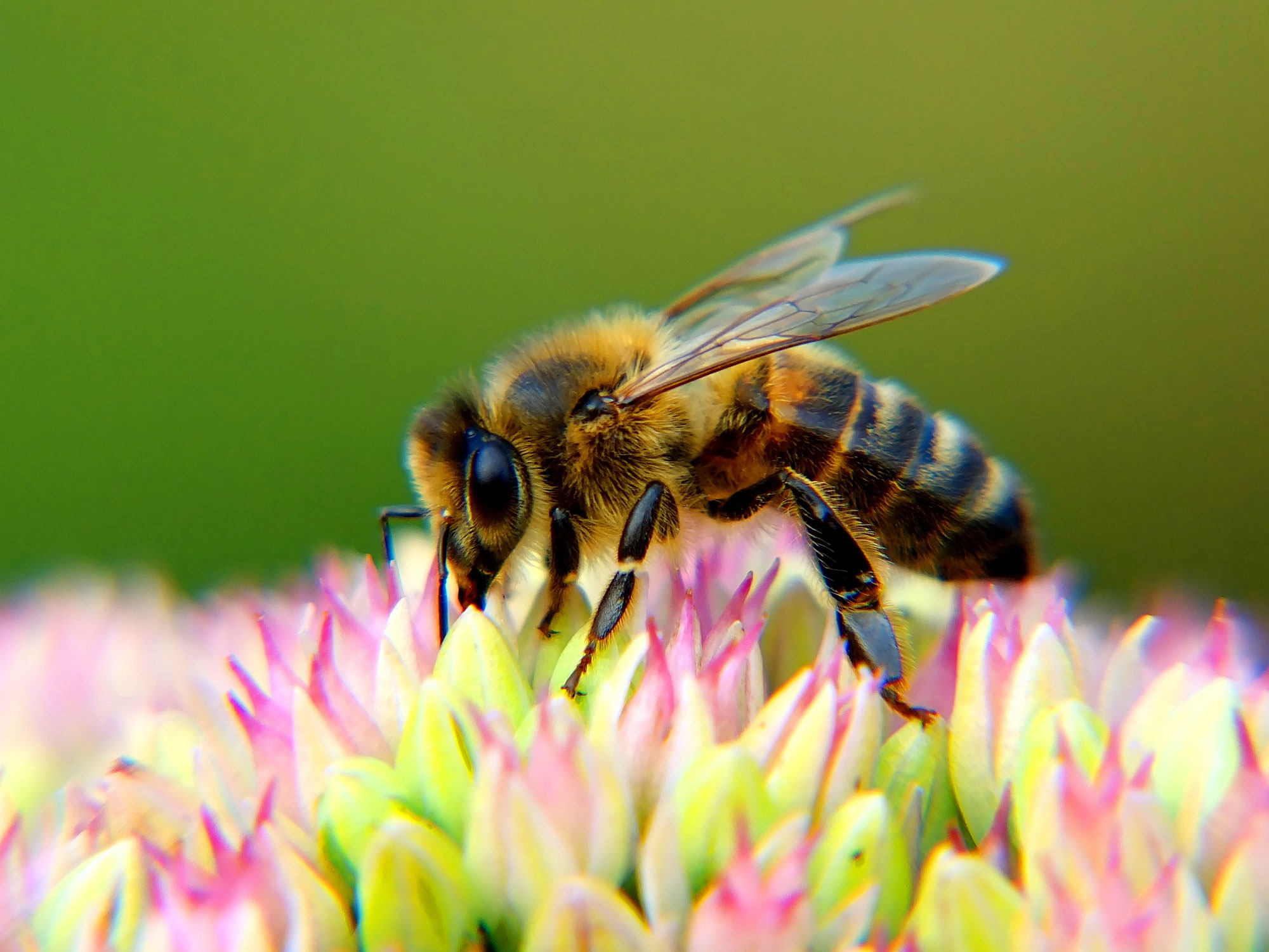 What Are Good Things About Bees