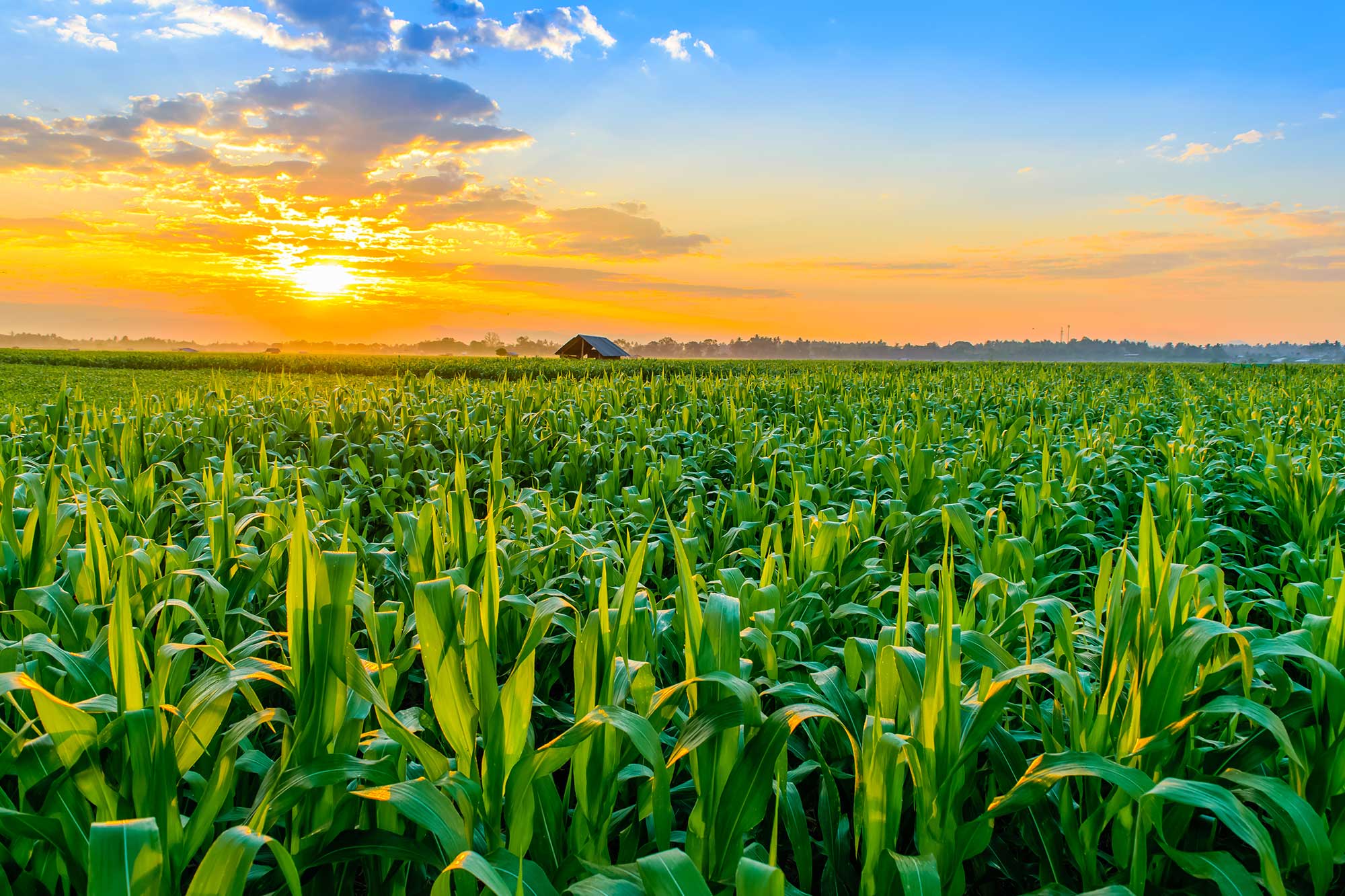 What Is Spanish For Cornfield