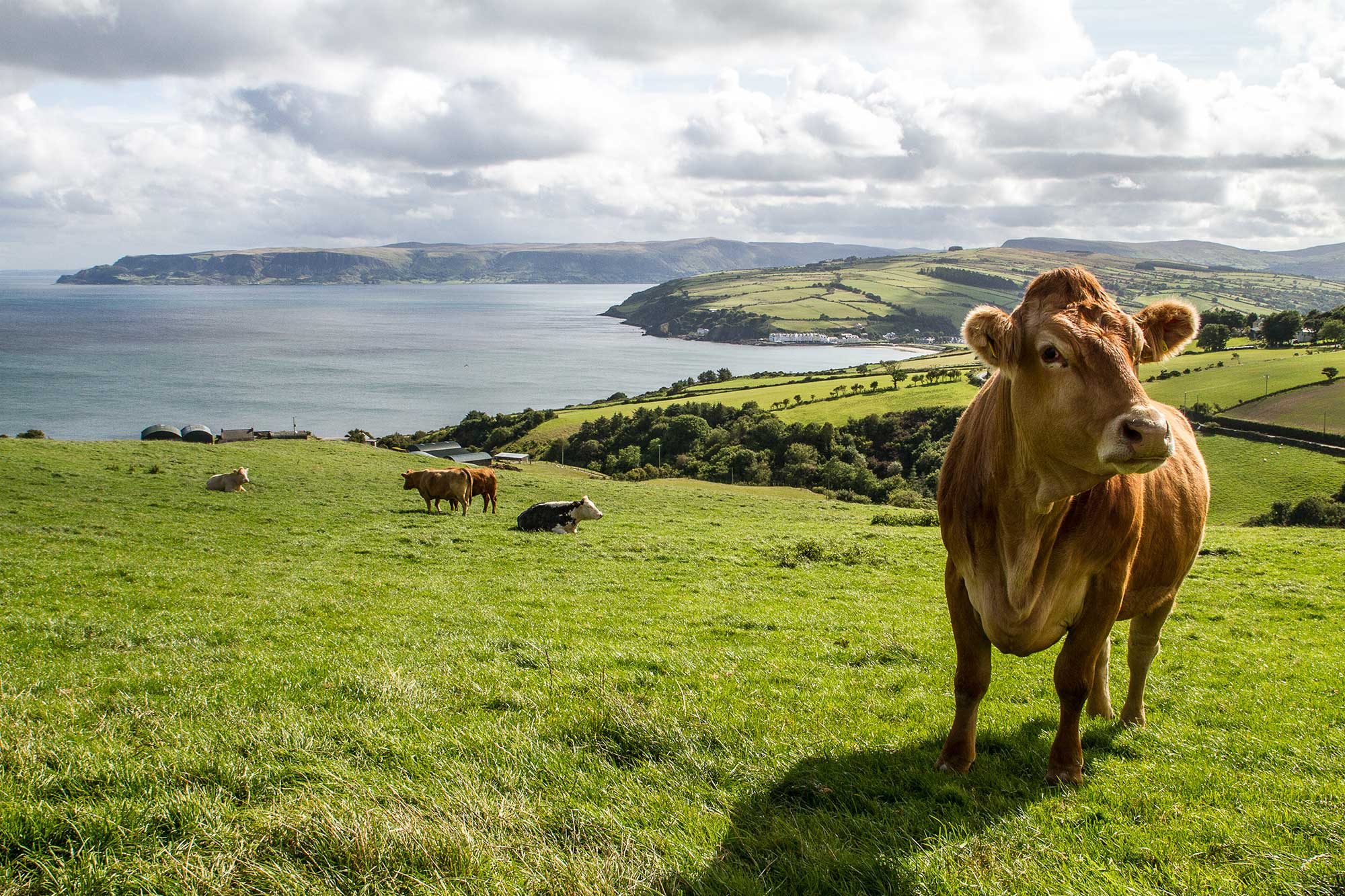 Farm Babe: Irish Agriculture Is As Rich And Beautiful As I Hoped | AGDAILY