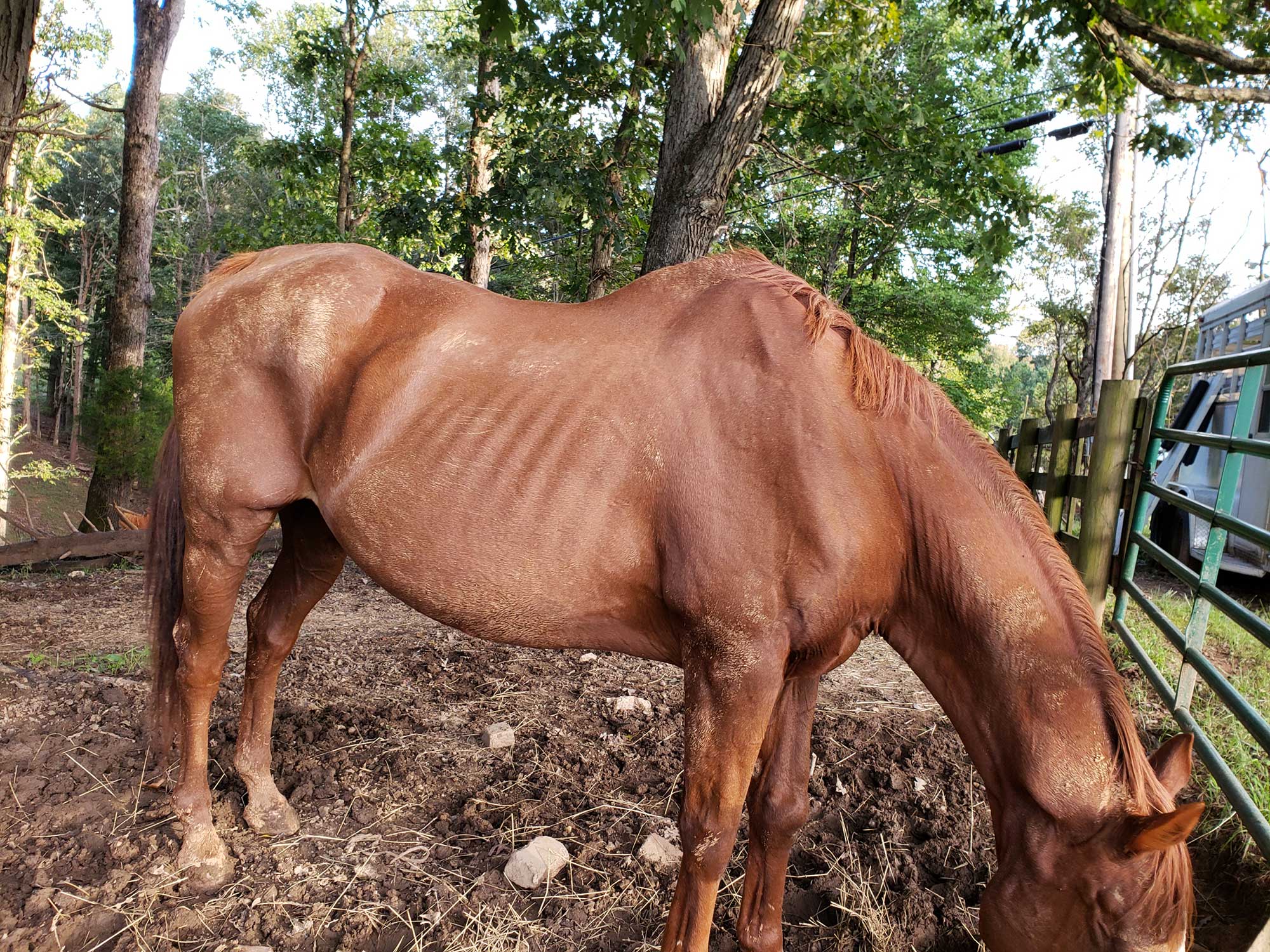 What Diseases Cause Rapid Weight Loss In Horses