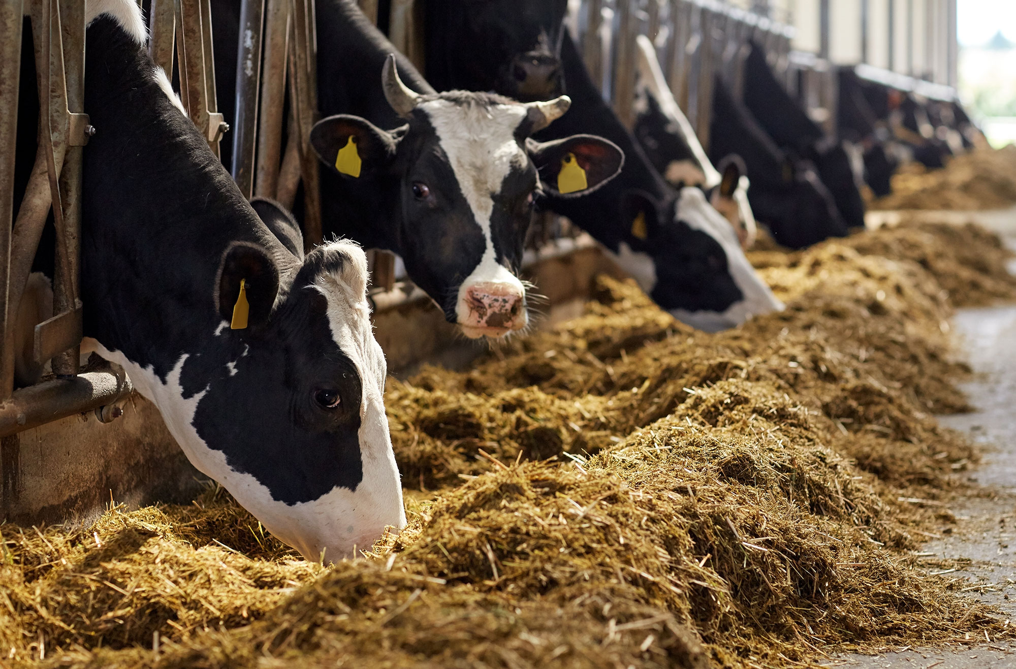 dairy-farming-isn-t-dying-a-response-to-the-washington-post-agdaily