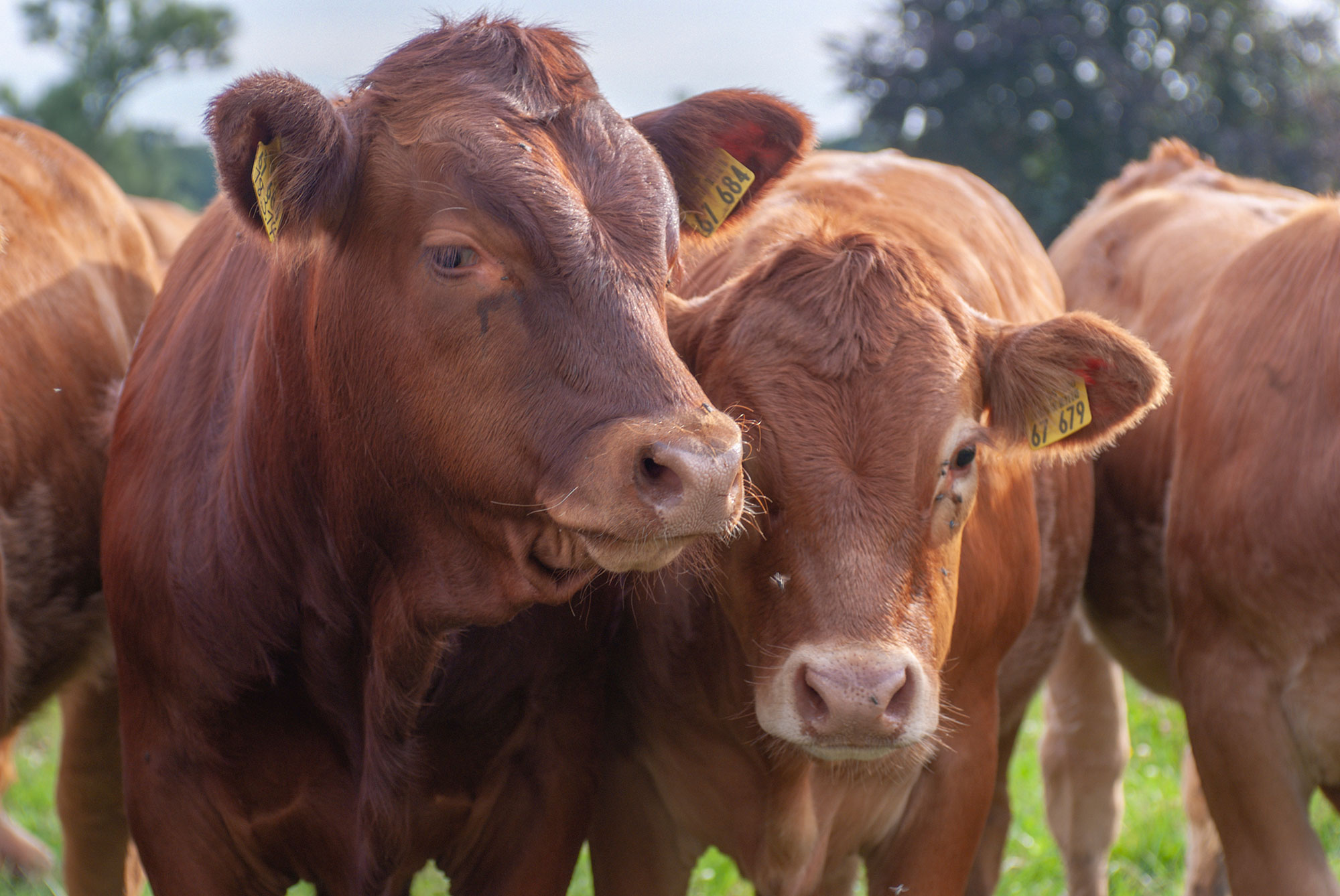 Live Weight Cattle Prices Today