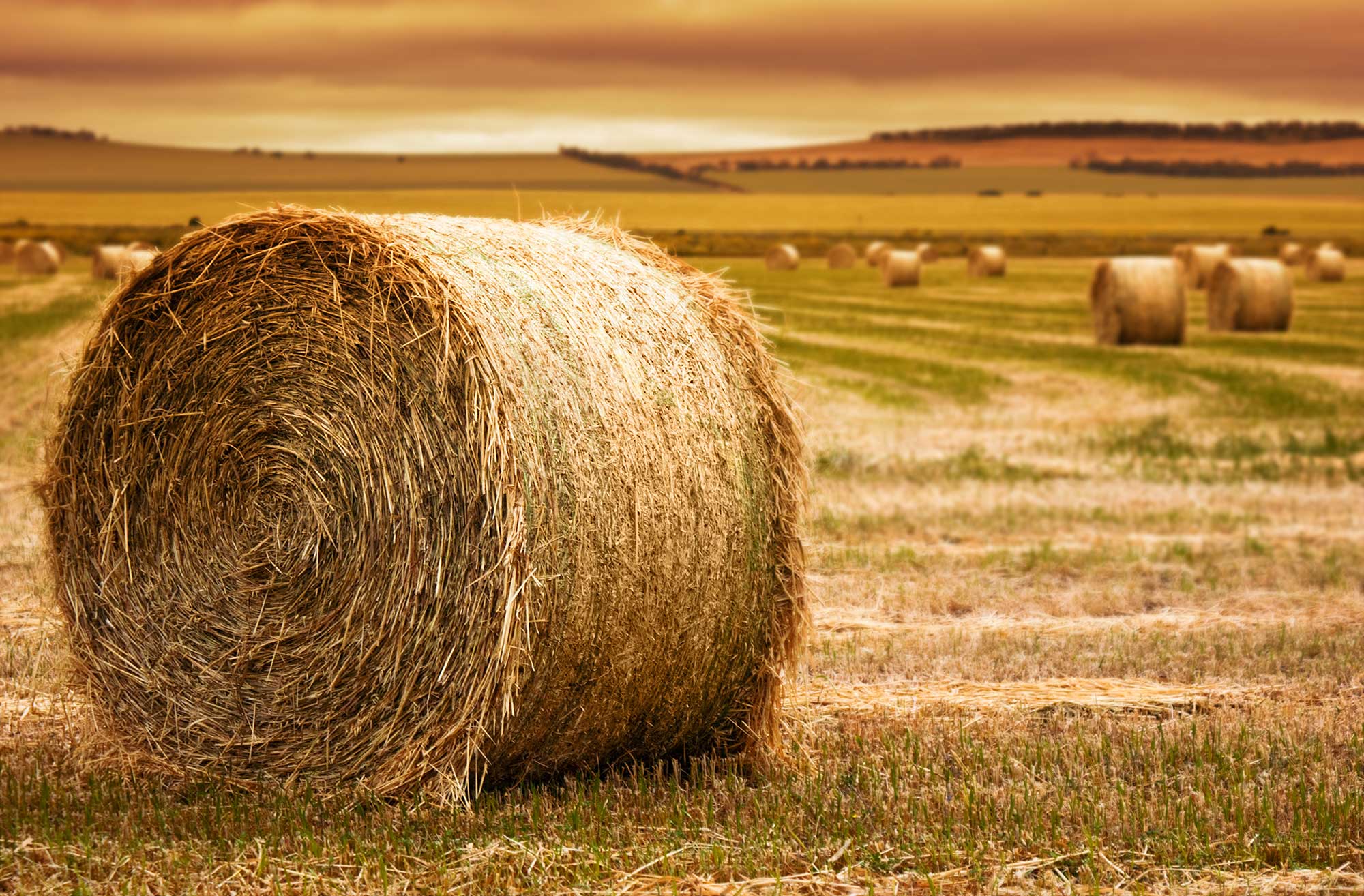 Woman Dies In Hay Bale Accident On Montana Ranch AGDAILY