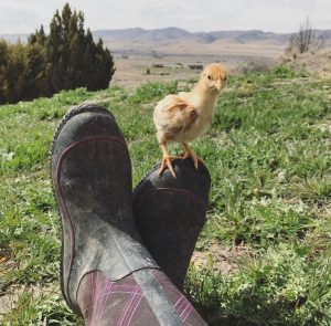 best muck boots