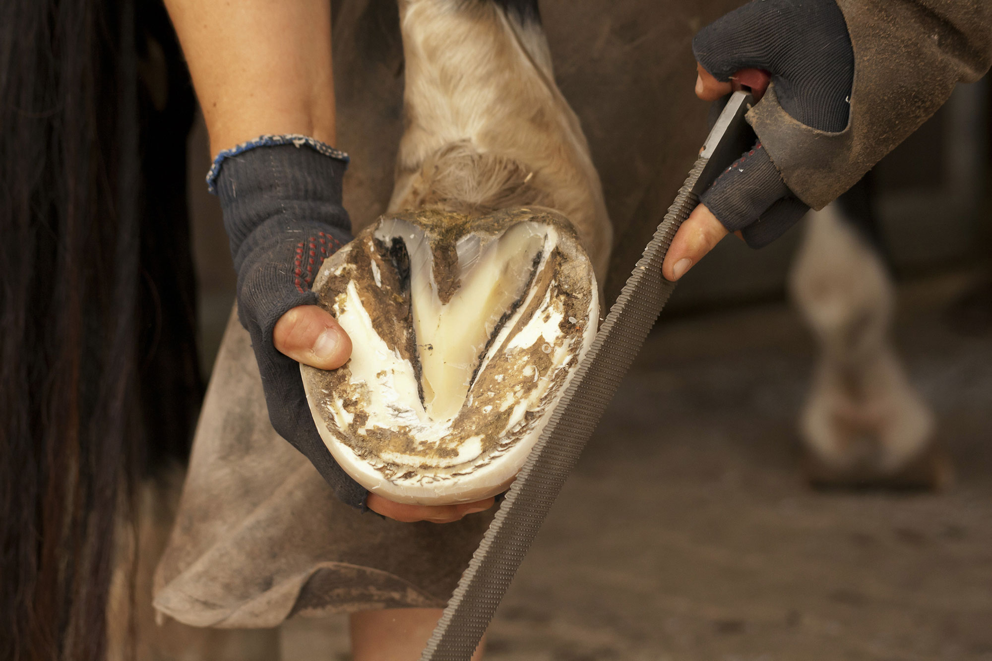 Back to basics: 5 essential hoof care items for horses | AGDAILY