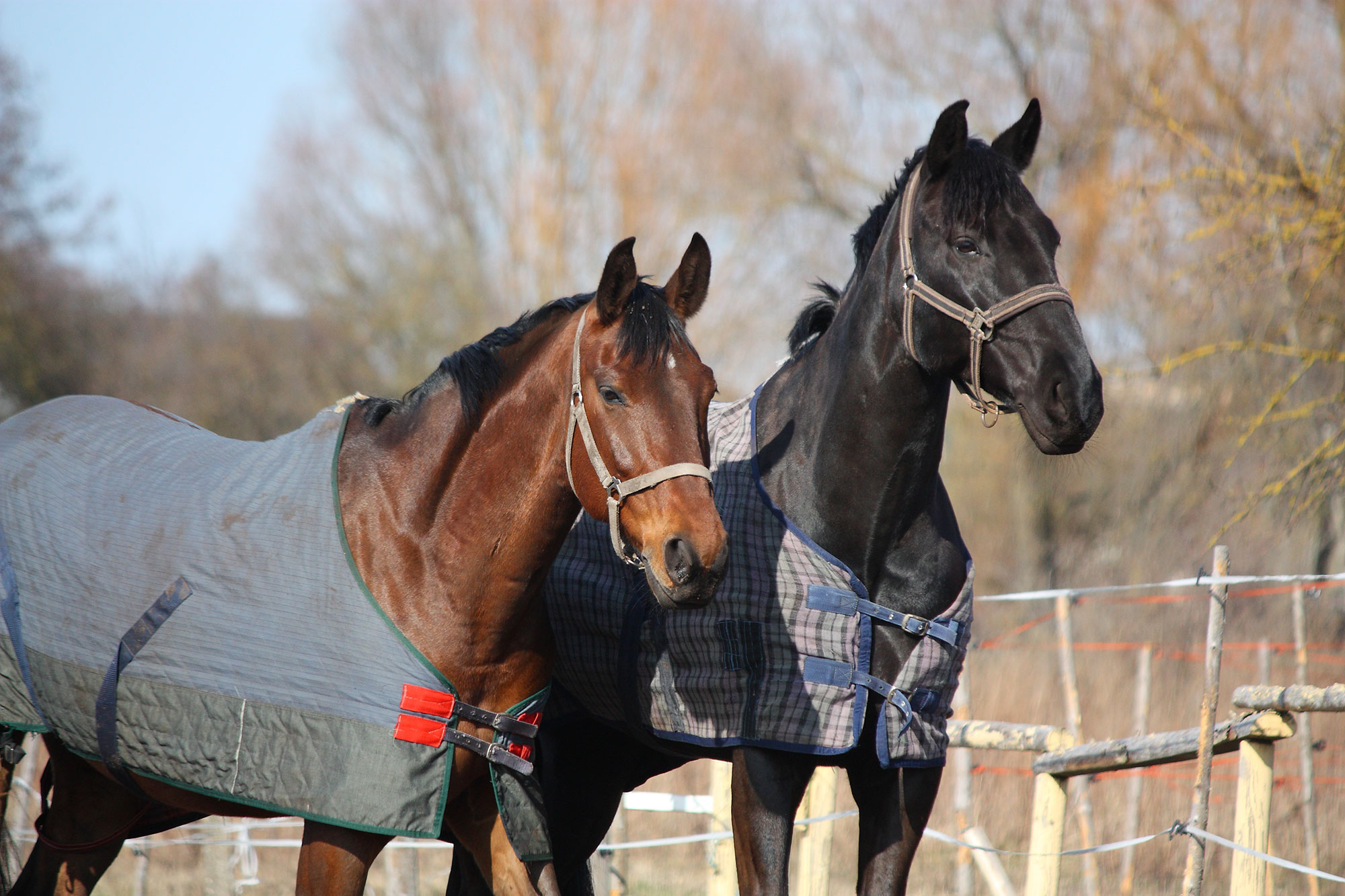 4 of the best horse blankets to keep your equine healthy AGDAILY