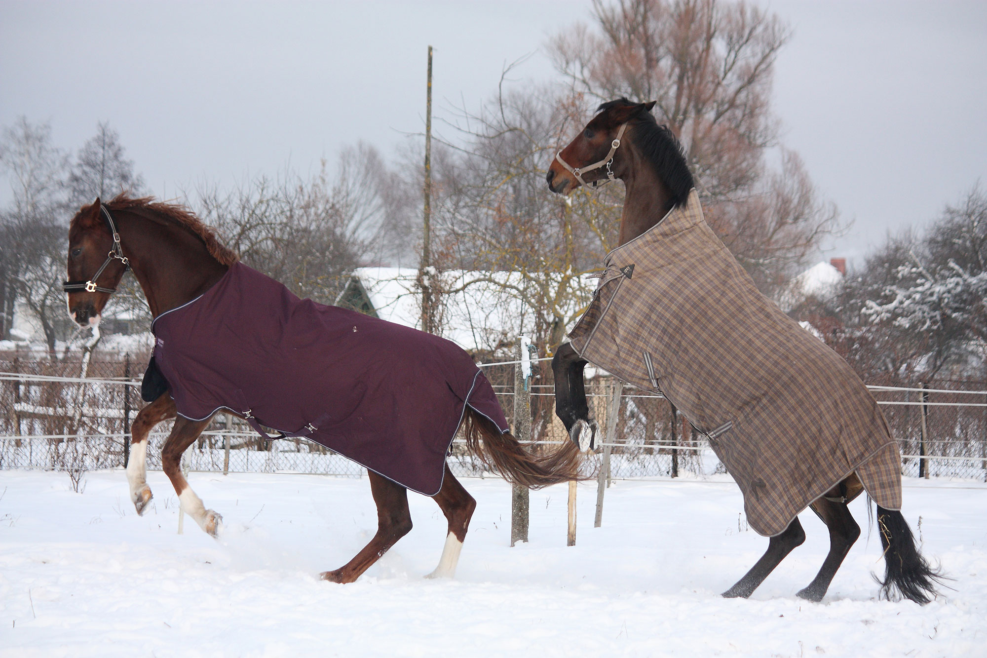 Our picks for the 4 best winter horse blankets (heavy duty ...