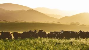 big livestock farm
