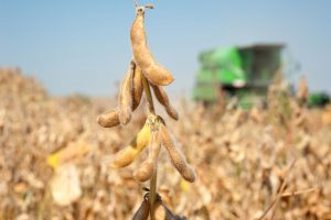 soybean harvest
