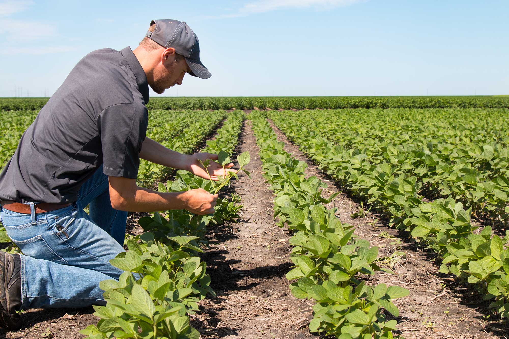 agronomic