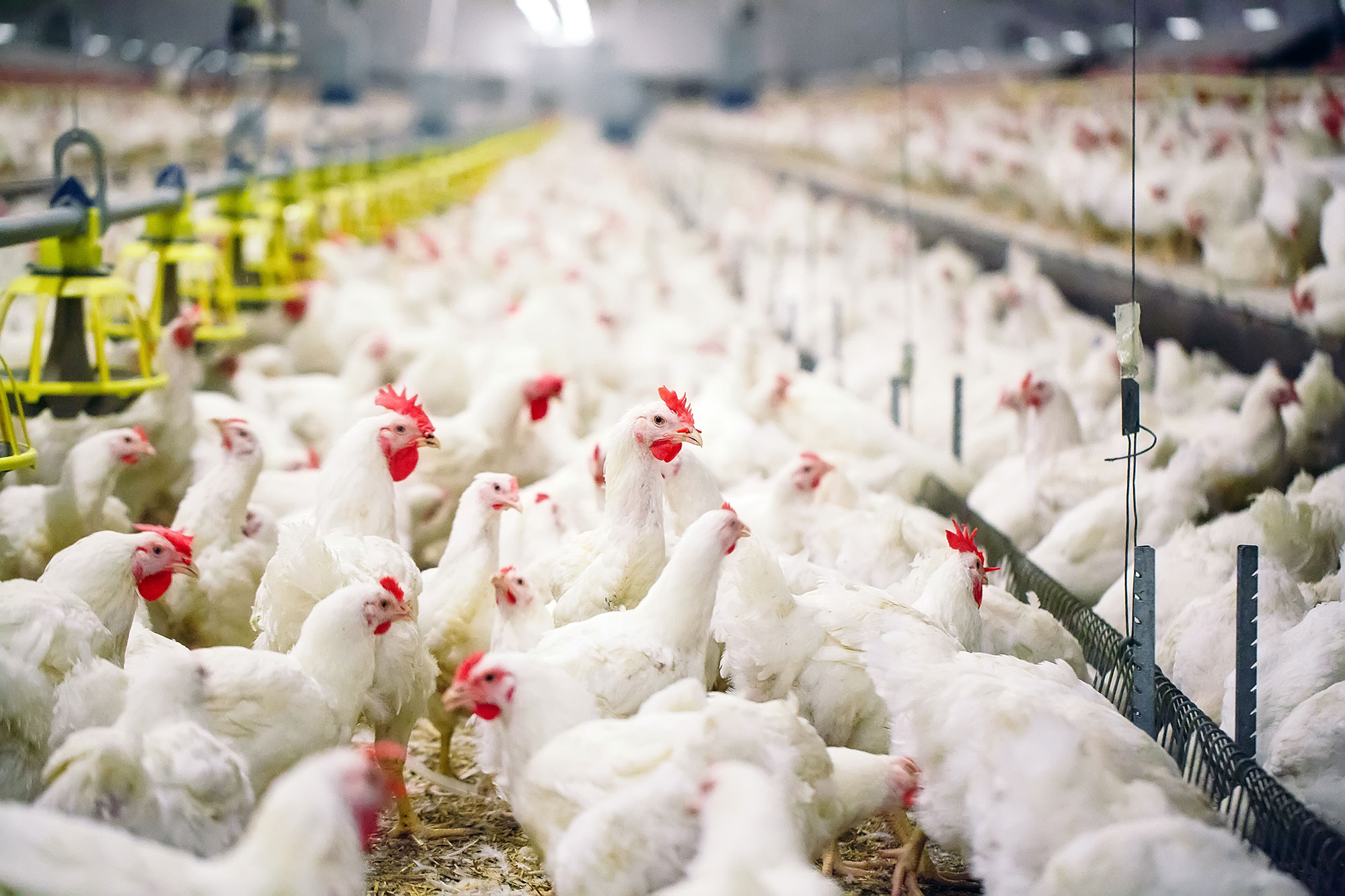 SMART Broiler utilizes technology to improve poultry welfare AGDAILY