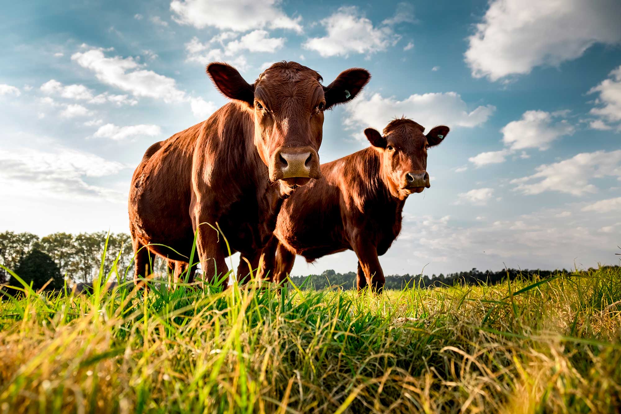 what is livestock in agriculture