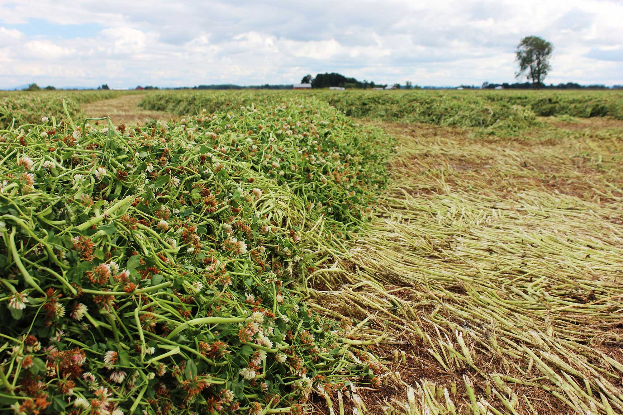 turning-legume-cover-crops-into-forage-applications-agdaily