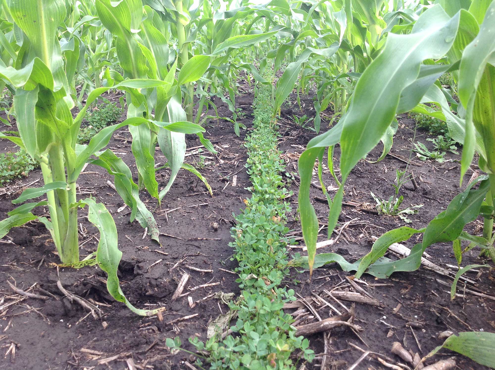 What Is A Cover Crop In Agriculture