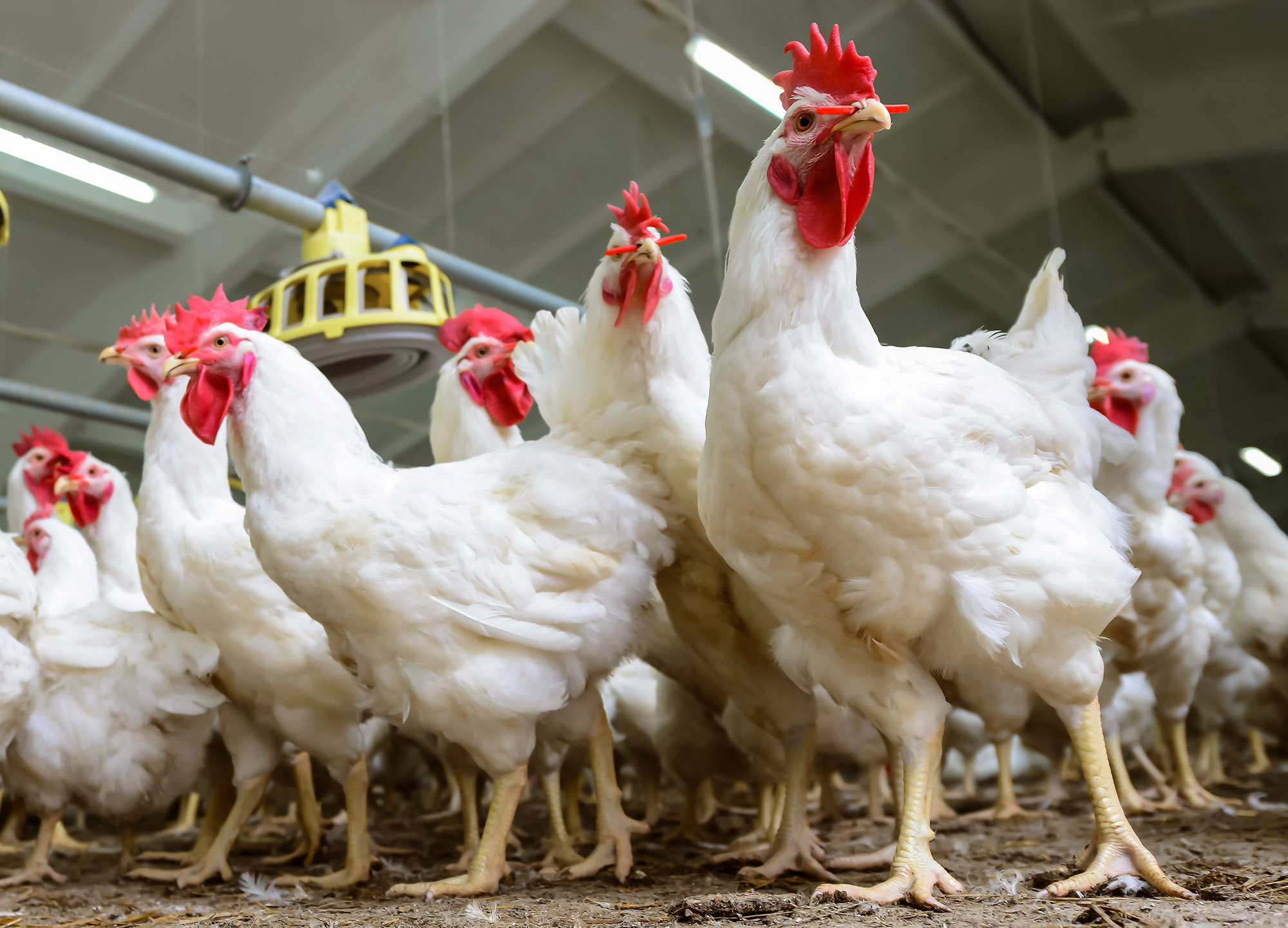 breeding farm poultry