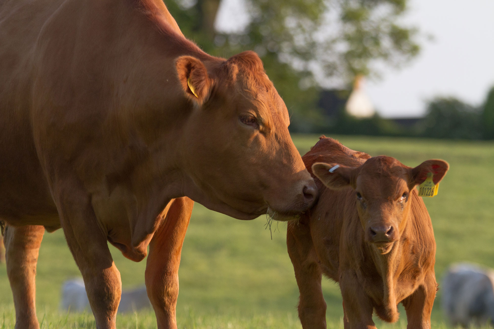 Ohio State zeroes in on improving bovine tuberculosis testing | AGDAILY