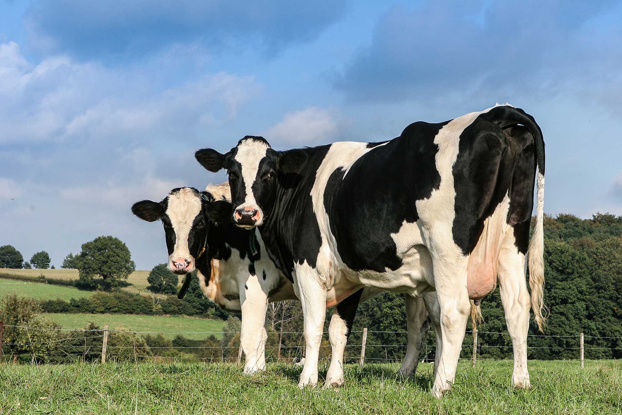 Holstein Cows with Blonde Spots - wide 7