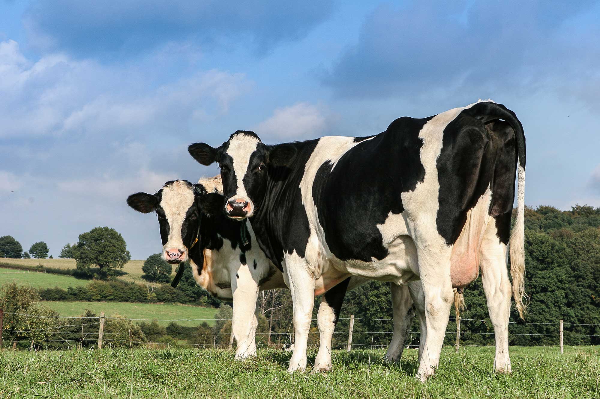 New Dairy Cattle Breeding Method Increases Genetic Selection AGDAI