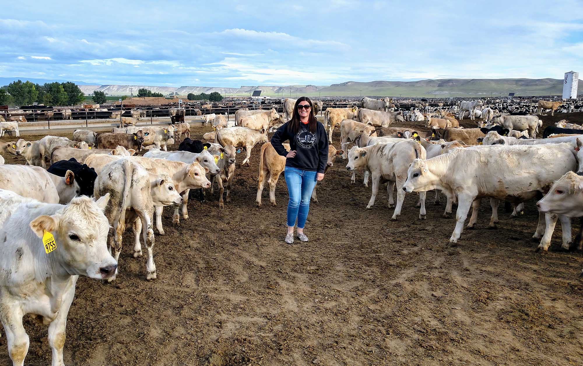 Largest Cattle Herd In The Us