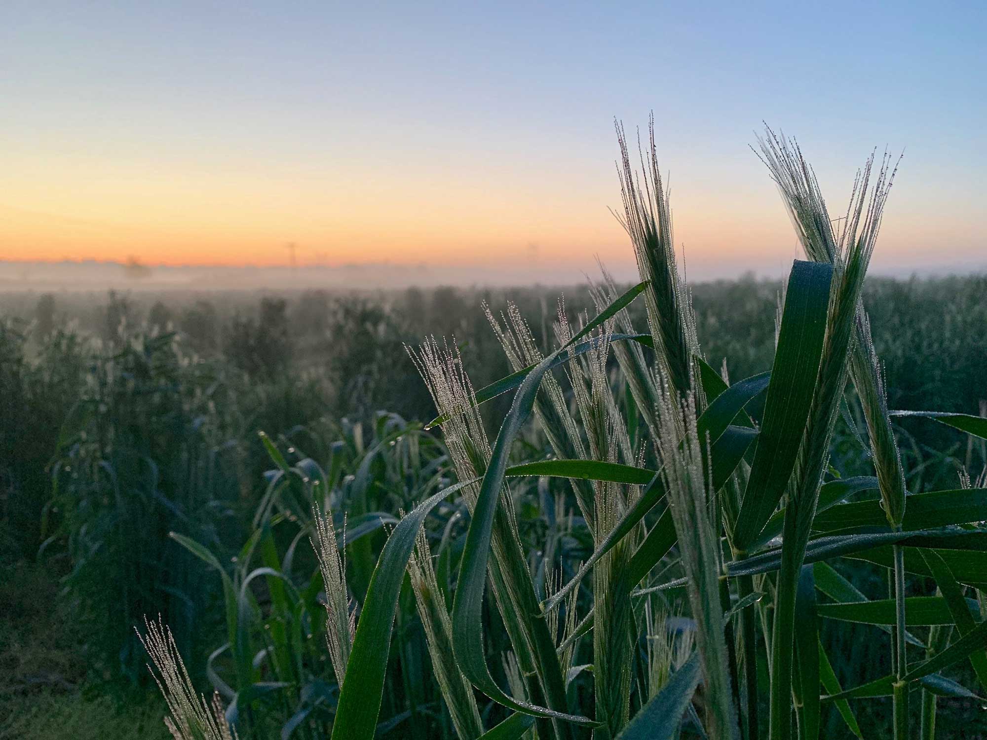 the-expert-s-guide-to-cover-crops-in-the-u-s-agdaily