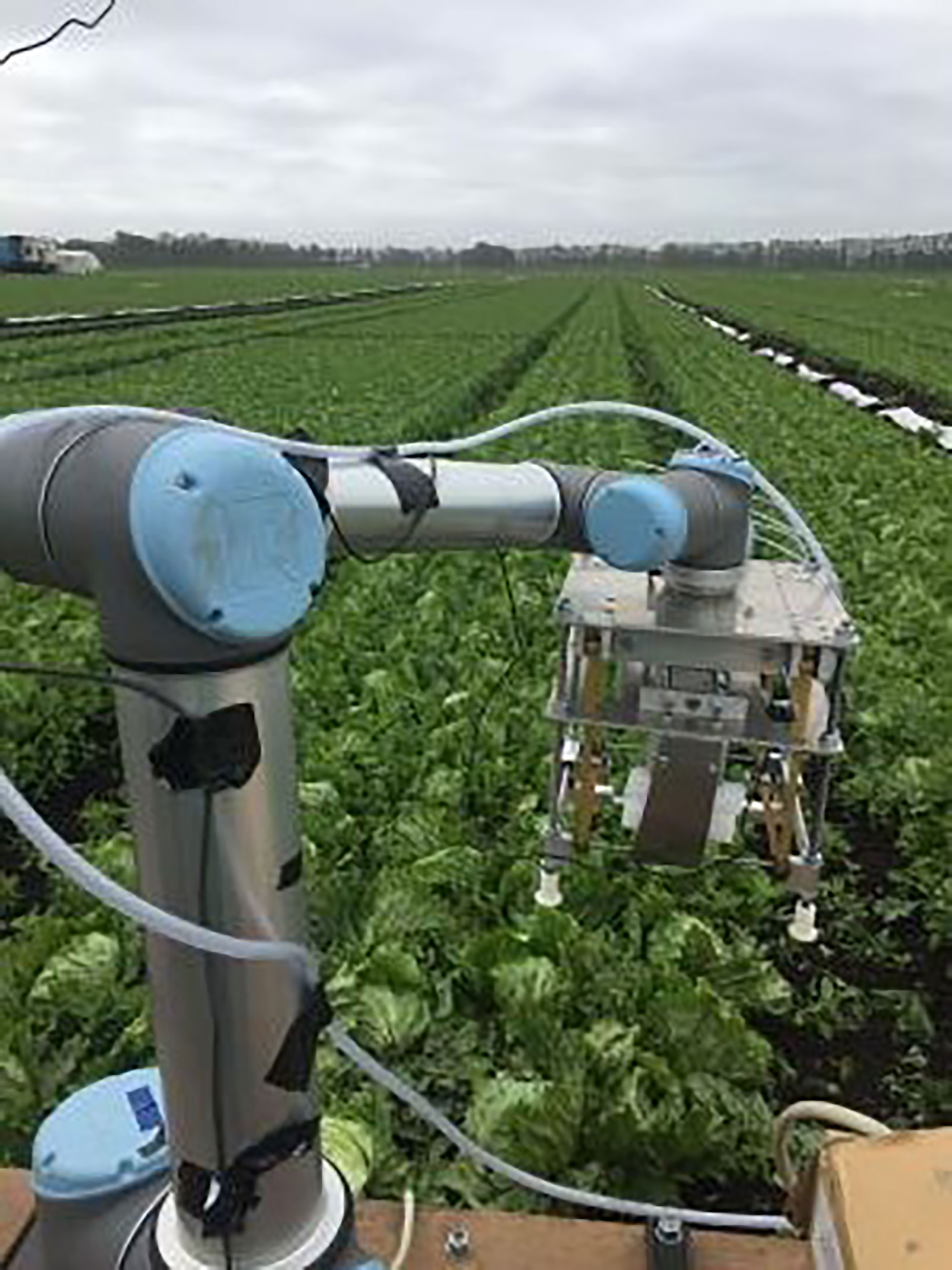 Robot uses machine learning to harvest lettuce AGDAILY